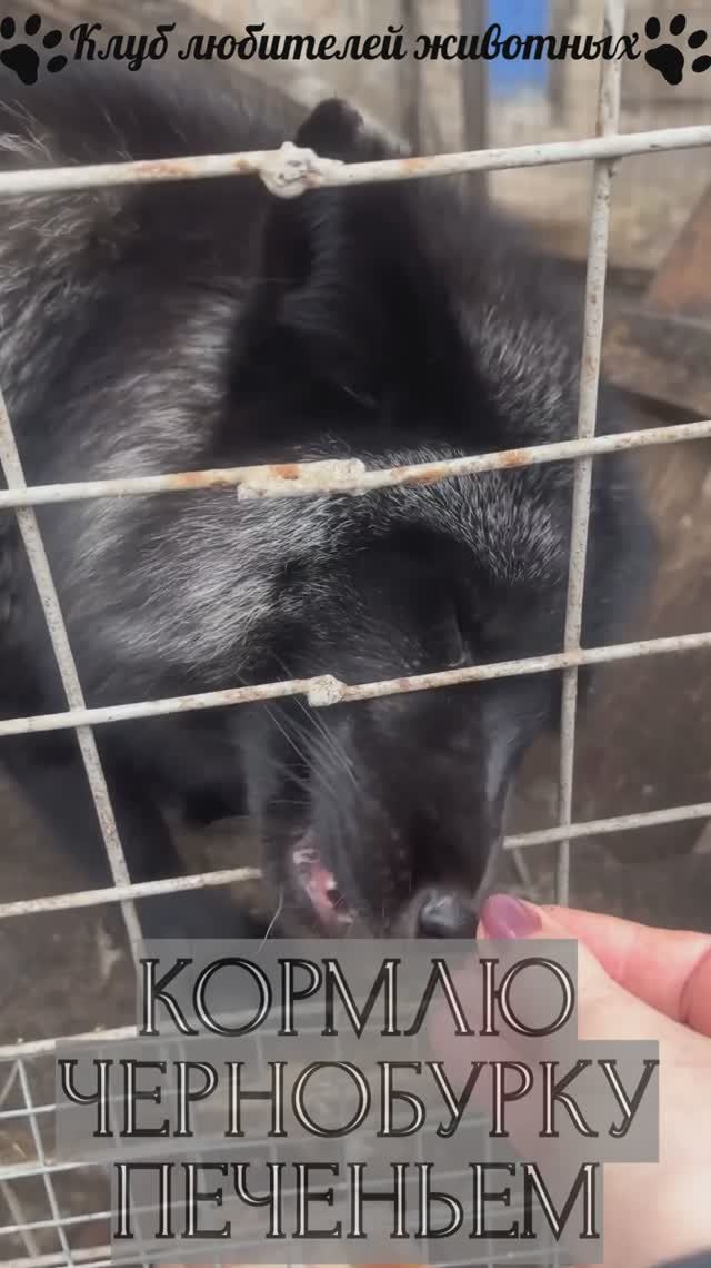 Кормлю чернобурку печеньем