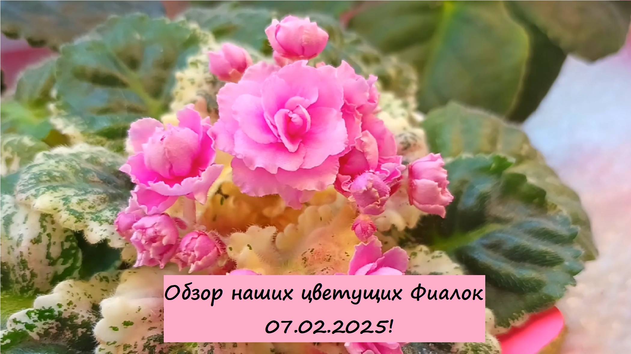 Обзор наших цветущих Фиалок 07.02.2025!