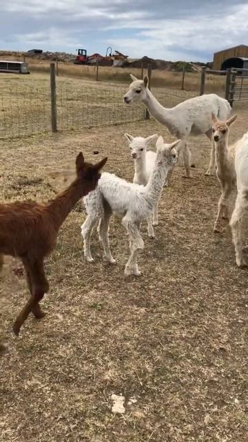Wow Baby Alpacas Cria 🦙 #short #shorts #animals #cute #funny