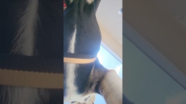How to install Sonoma Goods For Life Harness #animals #dogs #kohls #clearance #puppy #bulldogs