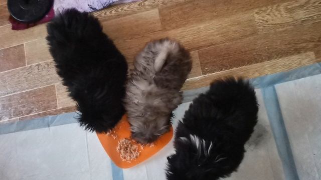 VID_20250204_093327.mp4