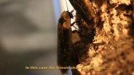 Archimandrita tesselata (peppered roach) mating dance