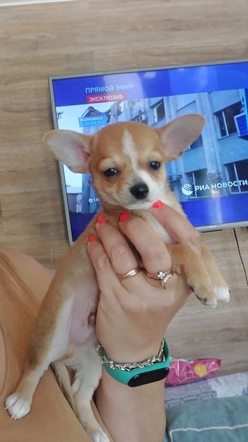 дёшево Фокс милый чихуахуа продажа питомник Кастропуло Крым +79787458062 viber WhatsApp telegram