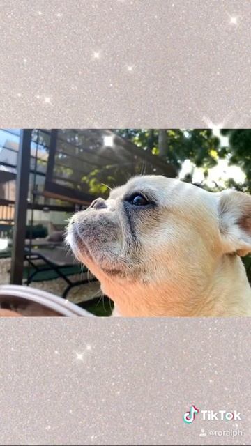 Dog modeling (French bulldog cute dogs)