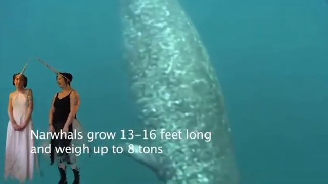 The Noble Narwhal Compt.mov