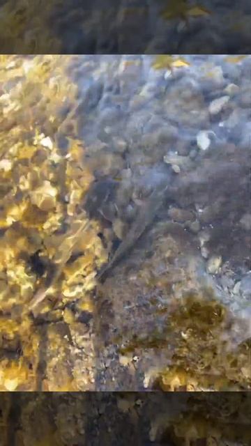 ガサガサ🐟綺麗なウグイを観察♪#自然 #清流 #川 #ウグイ#淡水魚