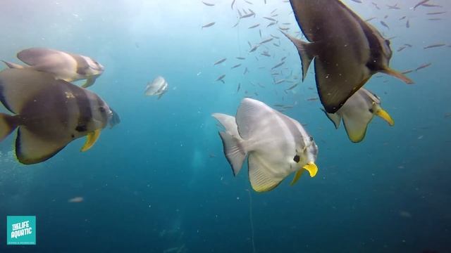 SAIL ROCK with Jens - THE LIFE AQUATIC - KOH SAMUI - THAILAND
