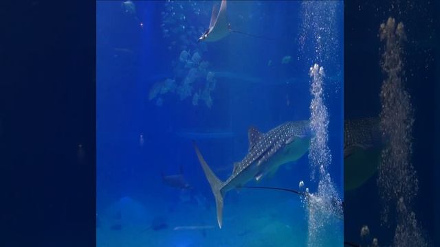 #the large the largest blue whale  In the World#Shorts