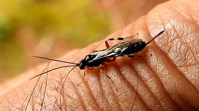 Giant Ichneumon Wasp female Megarhyssa spp 姬蜂 9 10 19 Cranberry Lake