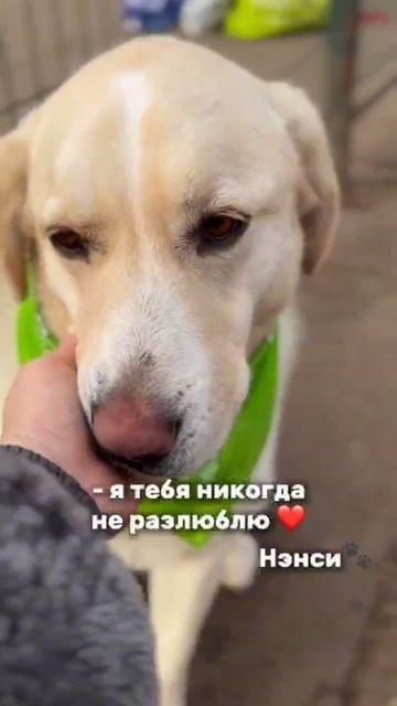 Собака Нэнси из приюта в добрые руки /  Москва