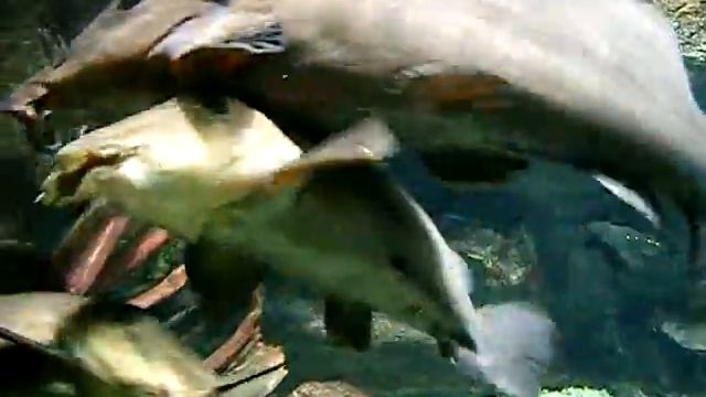 Aquarium de la Porte Dorée - Auchenoglanis occidentalis -.http://aqualoury.fr.gd/ -