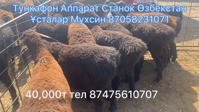 Шымкент Мал базар Гиссар Қой қошқар Қозы Баран Овца 19.07.2023
