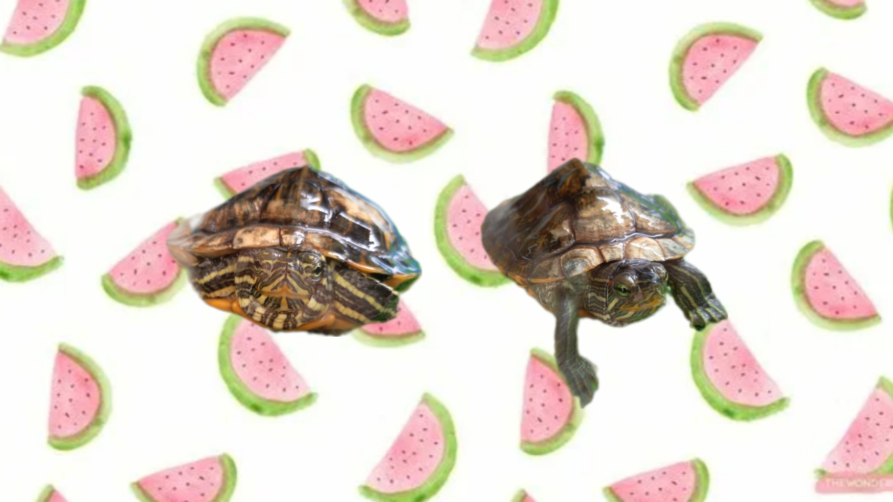 🐢черепашки 3 часть🐢