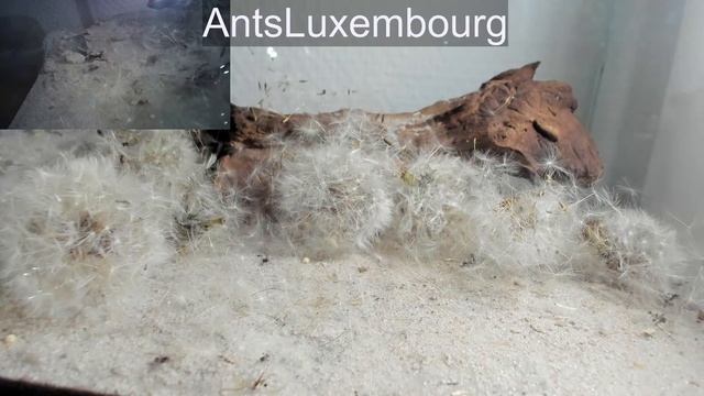 Antstream (Messor Barbarus): Daily Antlife in the foraging area