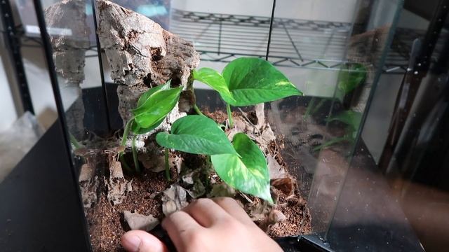 Lampropelma nigerrimum Re-Housing! | C.A. VLOG#44