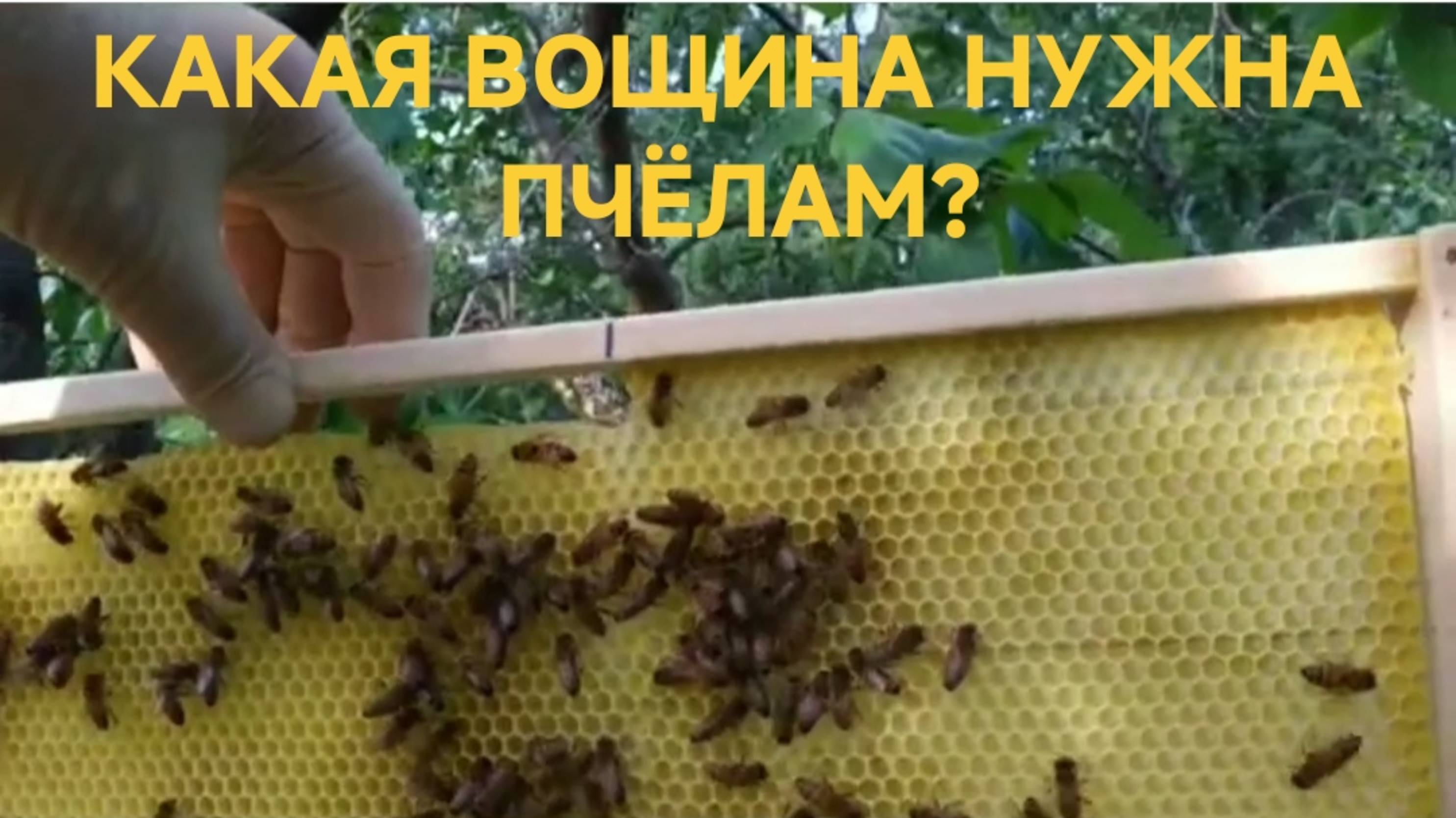 КАКАЯ ВОЩИНА НУЖНА ПЧЁЛАМ. МИФЫ И РЕАЛЬНОСТЬ