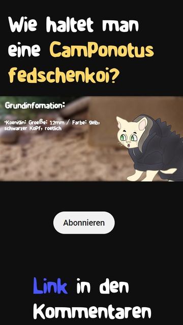 Wie haltet man eine Camponotus fedtschenkoi? #camponotus  #antkeeper #antkeeping #ants #animation