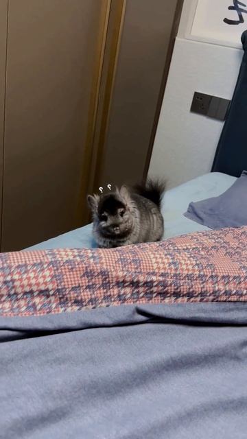 #cute #cute pet #chinchilla #lovely