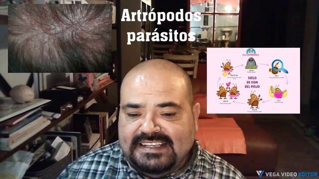 Piojos de las especies Pediculus humanus y Phthirus pubis