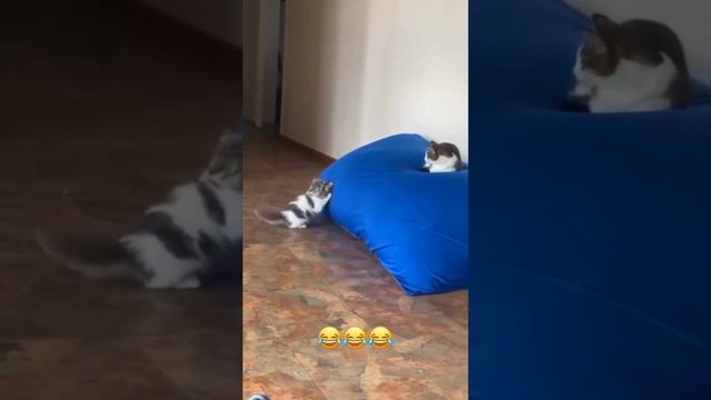 подборка видео с котиками