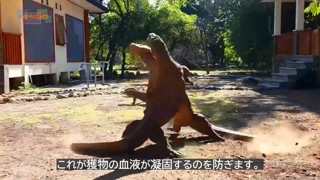 【絶滅危惧種】猛毒＋細菌！最強生物コモドオオトカゲの謎に迫る！ #動物 #雑学 #豆知識  #コモドオオトカゲ #コモドドラゴン #猛毒
