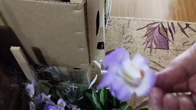 07.02.25. Сбор на выставку