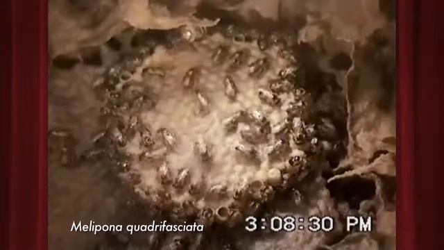 Melipona quadrifasciata 5min from 6 98 95 720HD