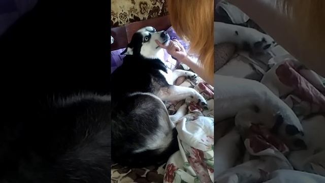 Хаски провинилась