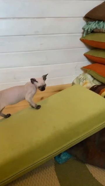 Котята, рождены 28.01.2021, файл 5