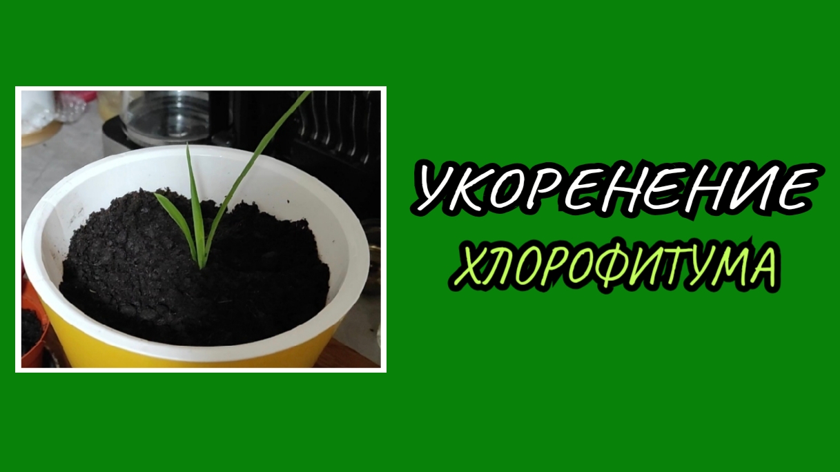 Укоренение ХЛОРОФИТУМА, рассада пеларгонии 🌱