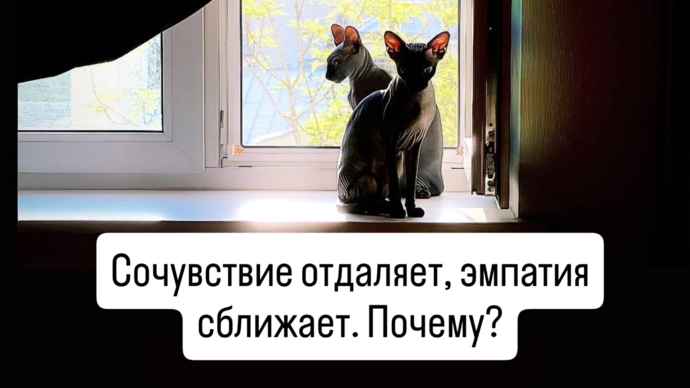 Сочувствие отдаляет, эмпатия сближает. Почему?