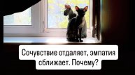 Сочувствие отдаляет, эмпатия сближает. Почему?