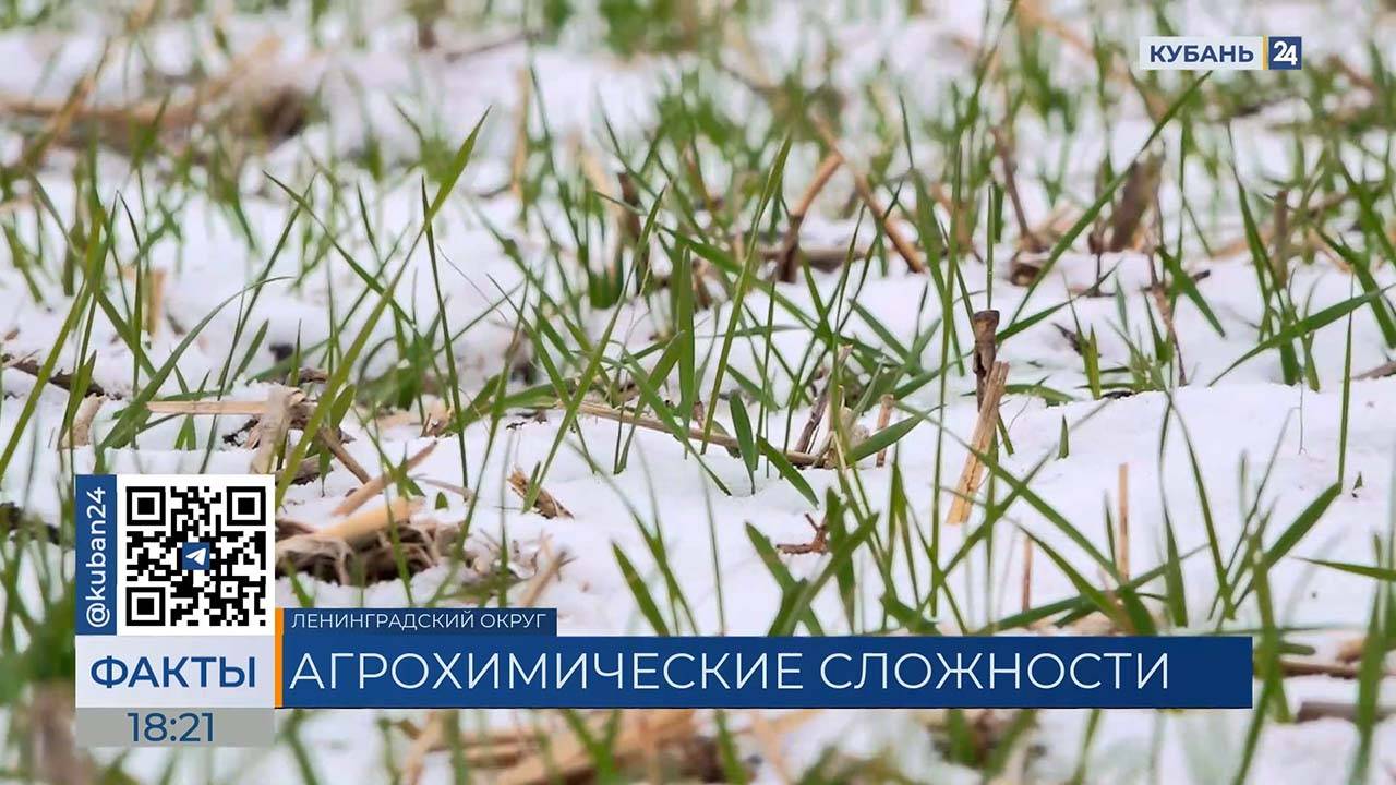 Озимые культуры ослаблены из-за дефицита влаги на севере Кубани