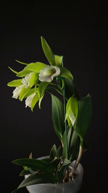 Procatavola Wufong Jade Sheng Yi