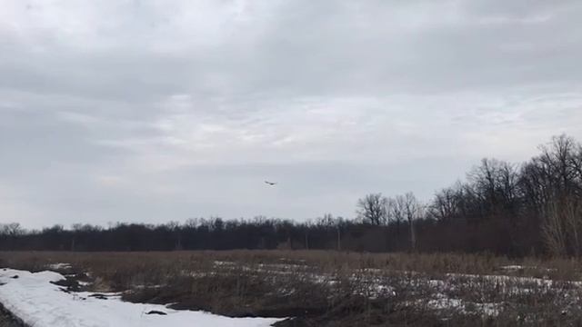 В Башкирии ветеринары выпустили сапсана