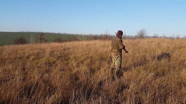 Hunting fazan with english setter
