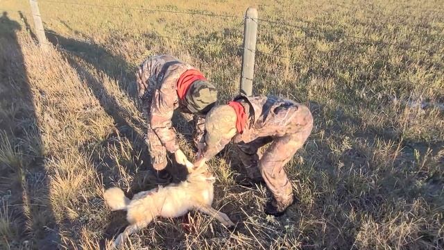 2021 Hunt Series: Episode 2 - Coyote and Duck Hunting