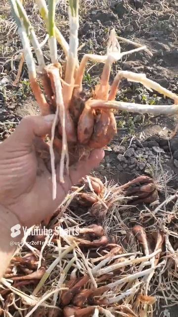 ЛУК СОРОКОЗУБКА!!!А КАК У ВАС НАЗЫВАЮТ ТАКОЙ ЛУЧОК??Shorts
