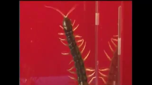 Praying Mantis vs Centipede