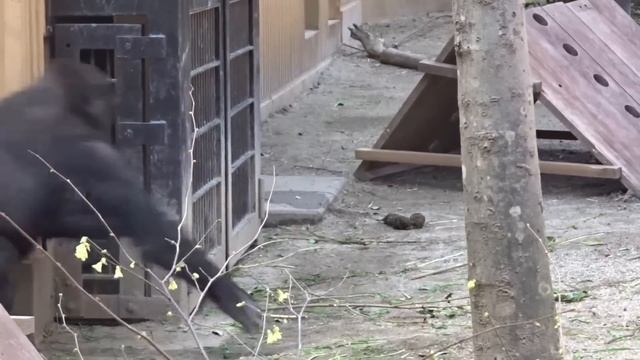 美味しい？スプーンで赤ちゃんゴリラに離乳食を食べさせる飼育員⭐️Gorilla【京都市動物園】Zoo keeper made baby food to help baby gorilla's gro