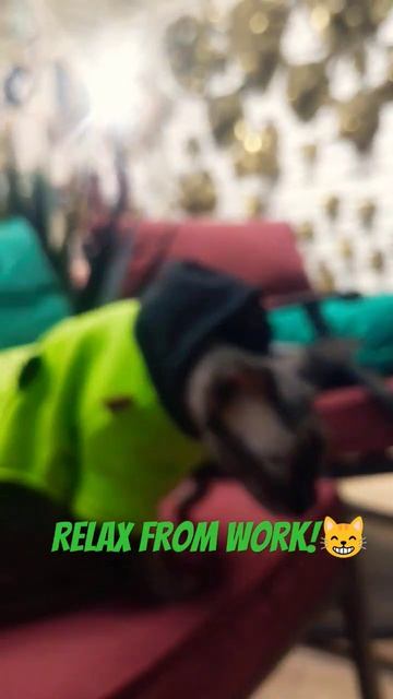 Как ответить боссу!😸 #trending #английский #юмор #cat #english #new #viral #memes #кошки #humor