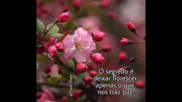 JUIZO FINAL - ALCIONE