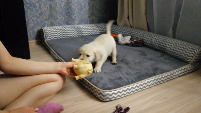 Лабрадор Арчи и его новая игрушка Свинка