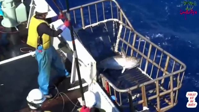 Amazing Giant Longline Bluefin Tuna Fishing in the Japan Sea