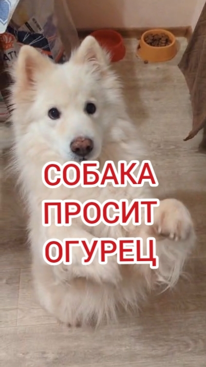 Самоедская лайка и огурец