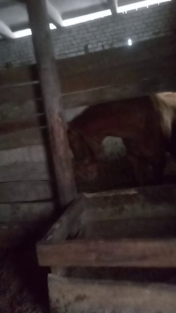 Даня встречает 🐴