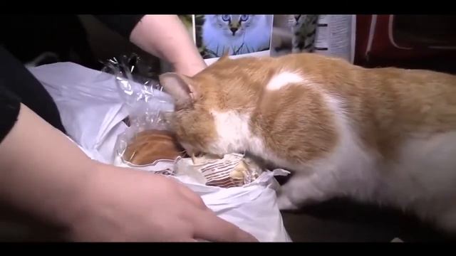 Boris give me bread - 2! The cat steals a bread .  Боря! Отдай булку - 2! Продолжение.