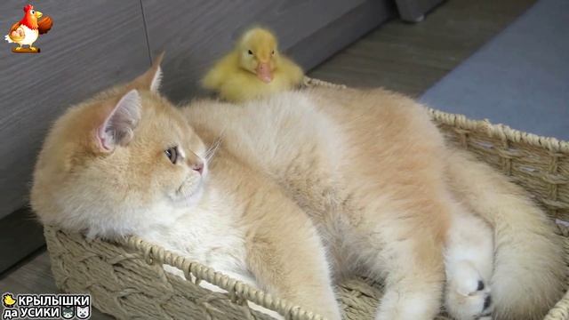 Утята и Цыплята - Кошки и котята - (105) Хвостики да Усики ❣️🥰😂mp4