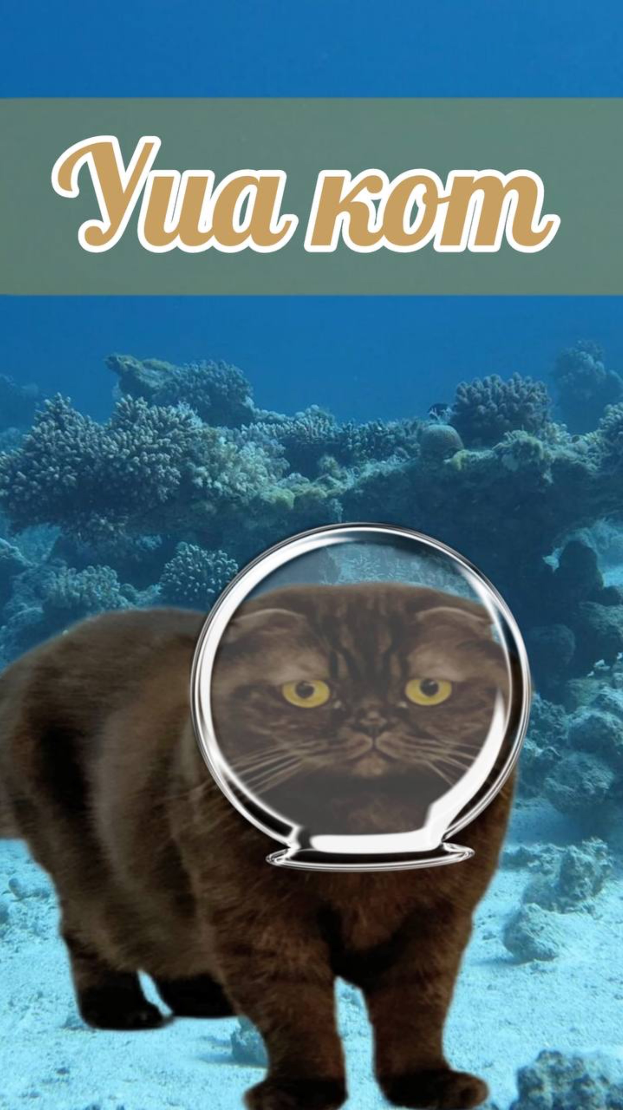 Уиа котаник #уи_кот