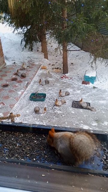 Весёлый дикий вольный зоопарк